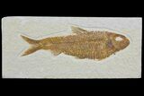 Detailed Fossil Fish (Knightia) - Wyoming #113579-1